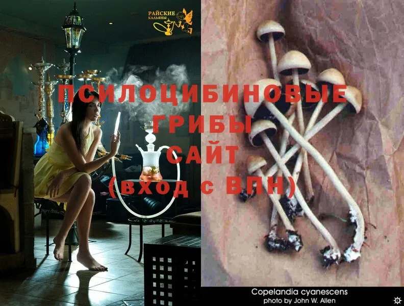 MEGA зеркало  Жуковка  Псилоцибиновые грибы MAGIC MUSHROOMS  купить наркотики сайты 